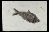 Fossil Fish (Diplomystus) - Green River Formation #117136-1